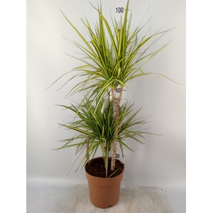 Dracaena marg. 'Sunray'
