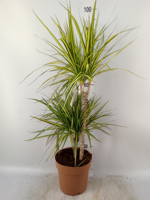 <h4>Dracaena marg. 'Sunray'</h4>