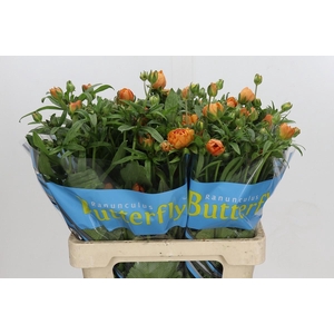Ranunculus Butterfly Galathea