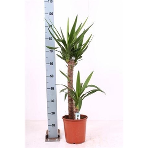 Yucca 60-30 Cm
