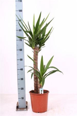 <h4>Yucca 60-30 Cm</h4>
