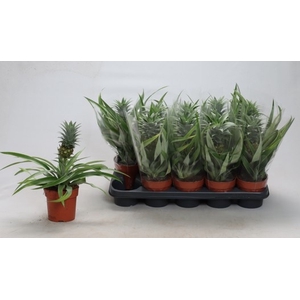 ANANAS MI AMIGO