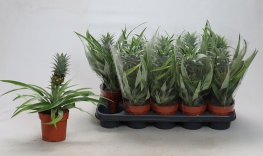 <h4>ANANAS MI AMIGO</h4>