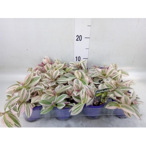 Tradescantia   ...