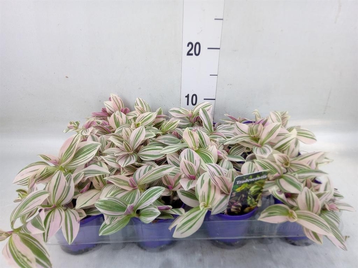 <h4>Tradescantia   ...</h4>