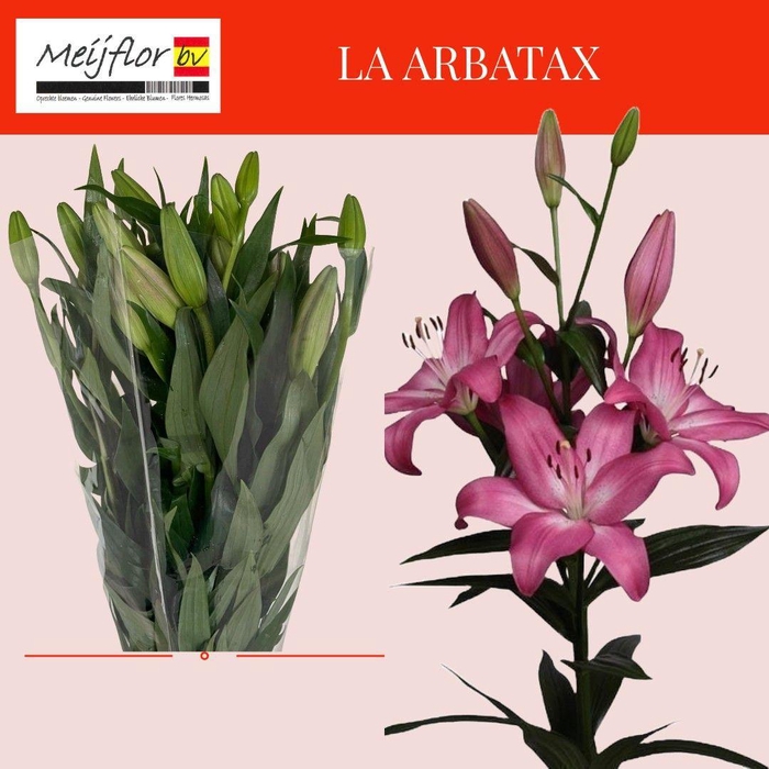 <h4>LI LA ARBATAX</h4>