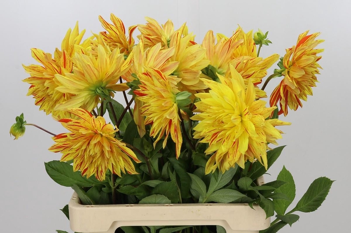 <h4>Dahlia Striped Vulcan</h4>