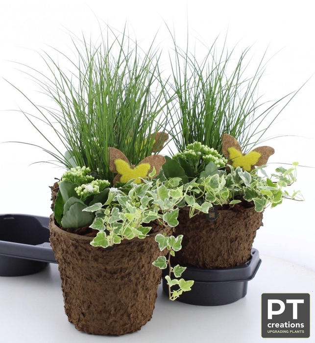 <h4>ARR TUINPLANTEN</h4>