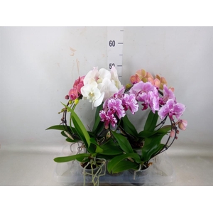Phalaenopsis   ...