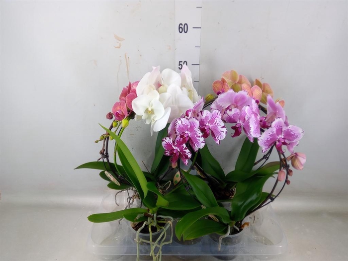 <h4>Phalaenopsis   ...</h4>