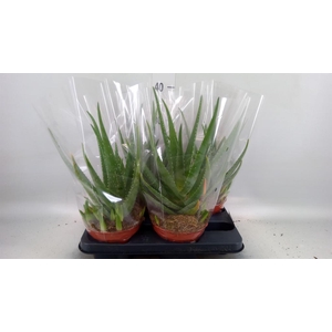 Aloe  'Mistral'