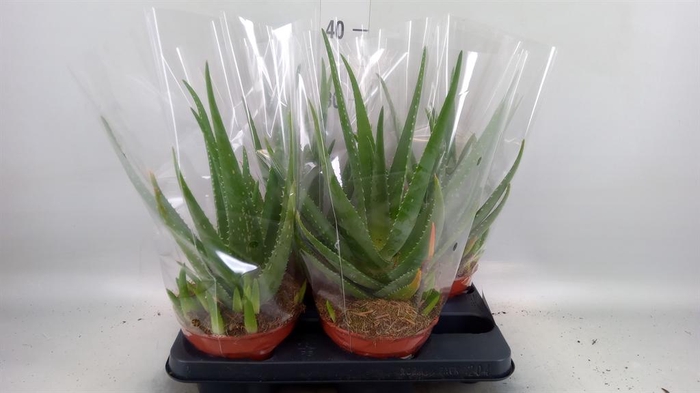 <h4>Aloe  'Mistral'</h4>
