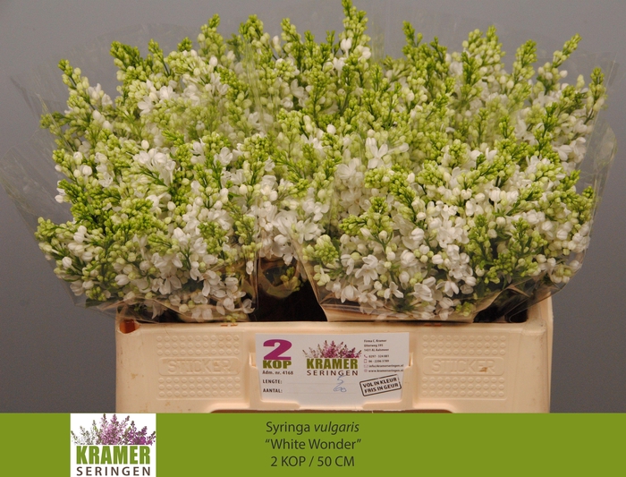 <h4>SYR VU WHITE WONDER</h4>