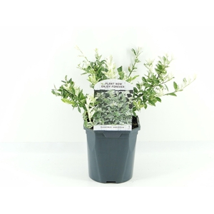 Euonymus fort. Harlequin
