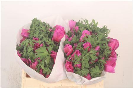 <h4>Anemone Mistral Fuchsia</h4>