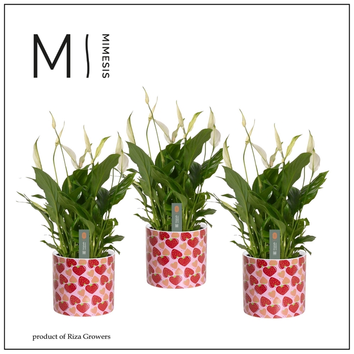 <h4>Spathiphyllum Spicy Blend - 13cm in Lonneke | Mimesis</h4>