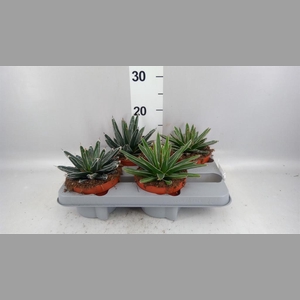 Agave victoriae-reginae