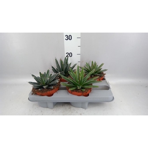 Agave victoriae-reginae