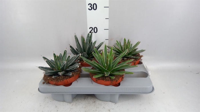 <h4>Agave victoriae-reginae</h4>