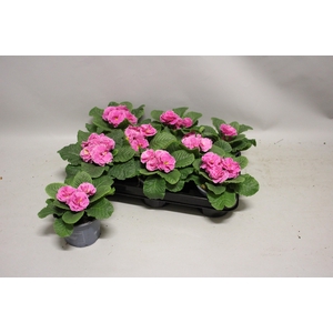 Primula acaulis Double Rose