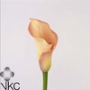 Calla Captain Rosette