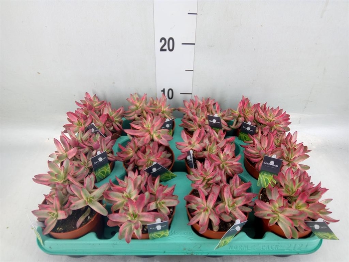 <h4>Crassula   ...</h4>