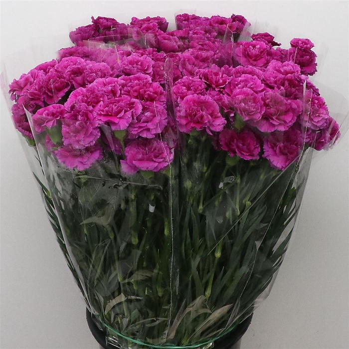 <h4>Di St Damascus Purple</h4>