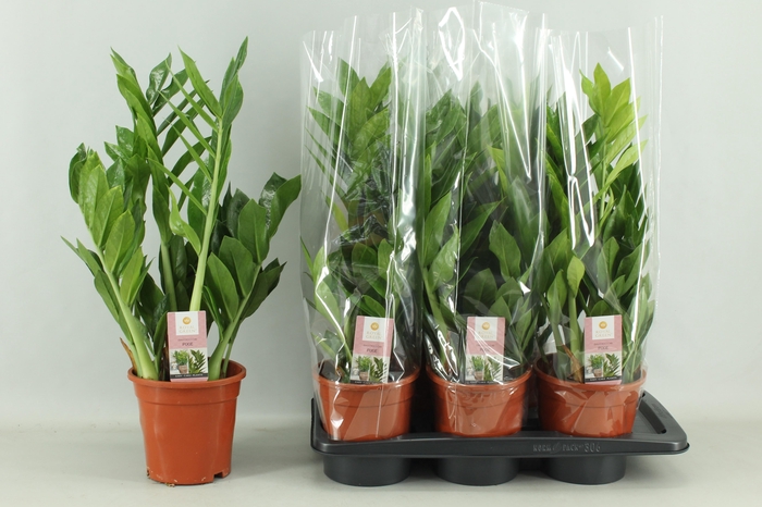 <h4>Zamio Pixie</h4>