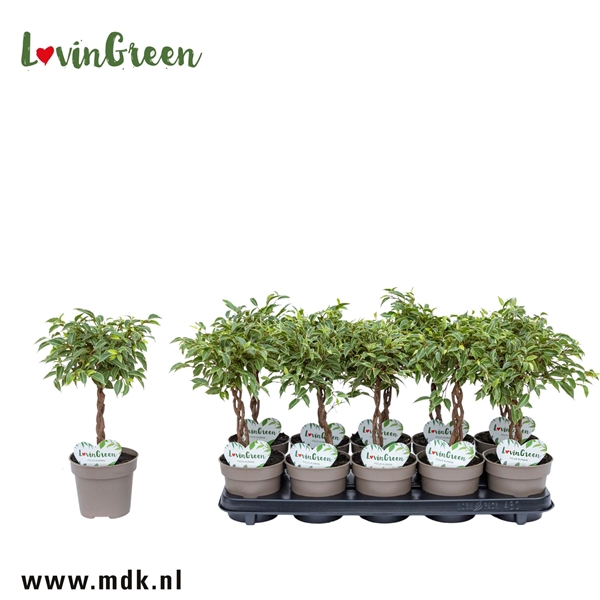 <h4>Ficus Kumani Gevlochten</h4>