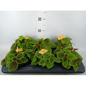 Pilea mollis 'Moon Valley'