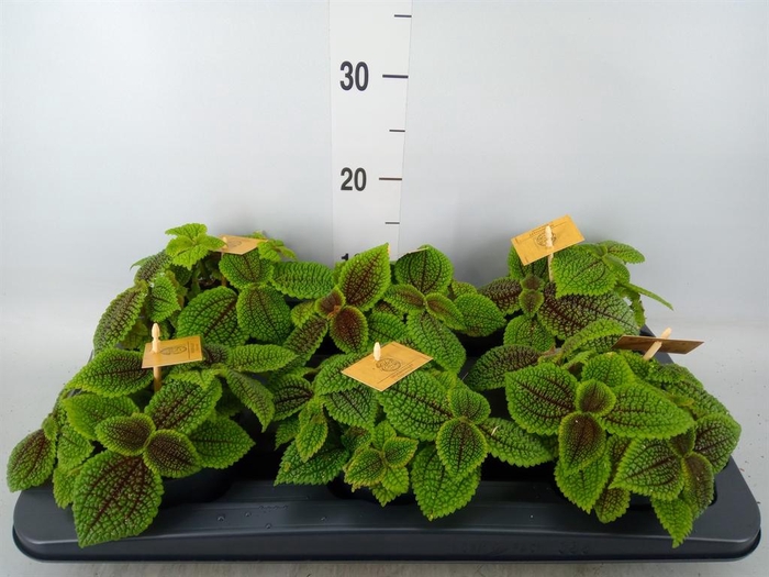 Pilea mollis 'Moon Valley'