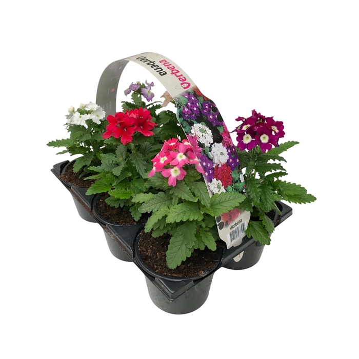 <h4>Verbena gemengd 6P</h4>