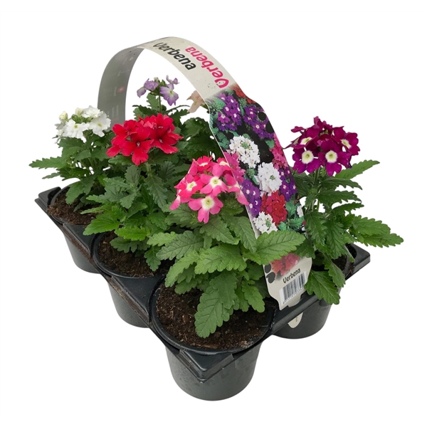 Verbena gemengd 6P