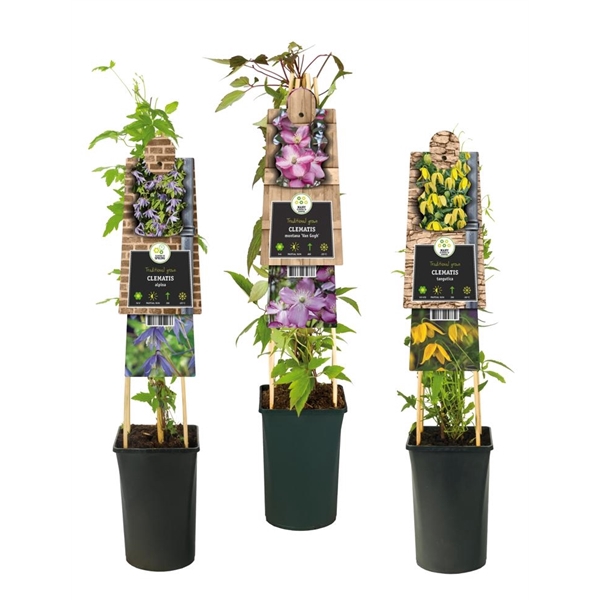 <h4>Mixtray Clematis small-flowered varieties +3.0 label</h4>