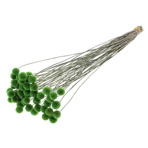 Craspedia Dried Light Green