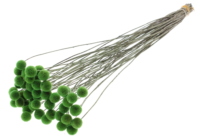 <h4>Craspedia Dried Light Green</h4>