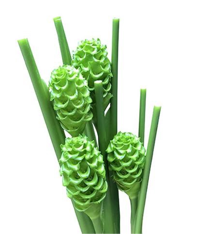 <h4>Calathea Green Ice</h4>