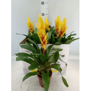 Vriesea  'Intenso Yellow'