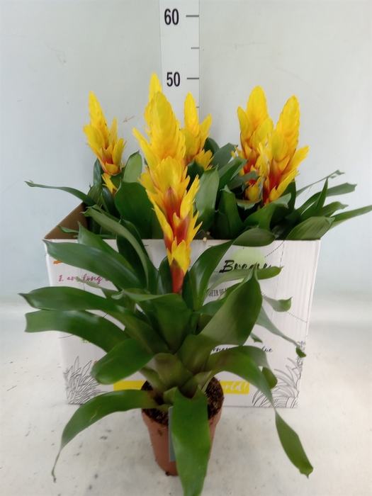 <h4>Vriesea  'Intenso Yellow'</h4>