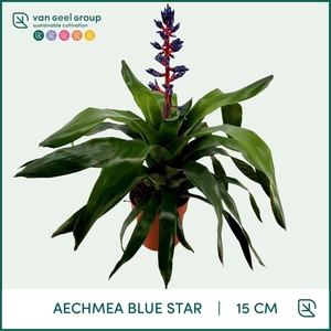 Aechmea overig