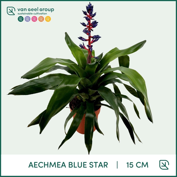 <h4>Aechmea overig</h4>