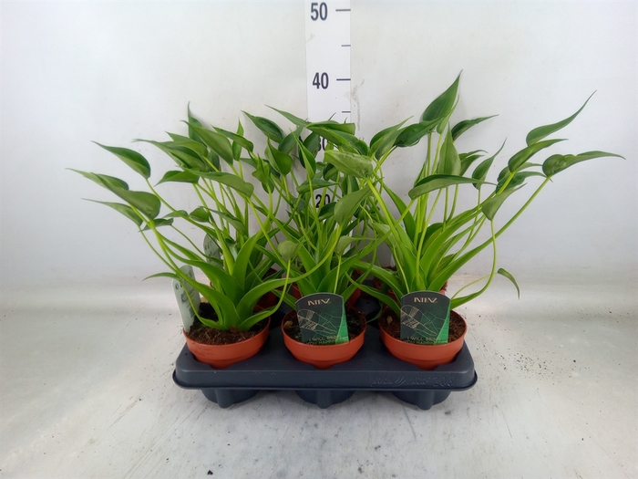 <h4>Alocasia  'Tiny Dancers'</h4>