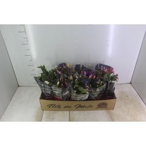 FLOR DE MAIO P11