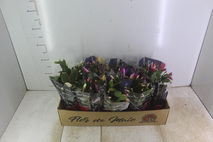 <h4>FLOR DE MAIO P11</h4>