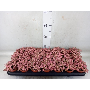 Fittonia  'Mosaic Pink Forest Flam'