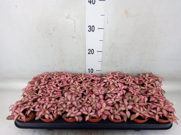 <h4>Fittonia  'Mosaic Pink Forest Flam'</h4>