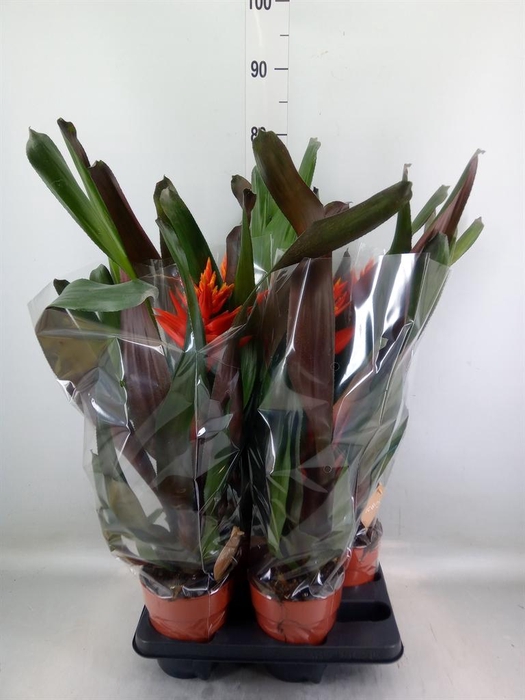 <h4>Aechmea ...</h4>