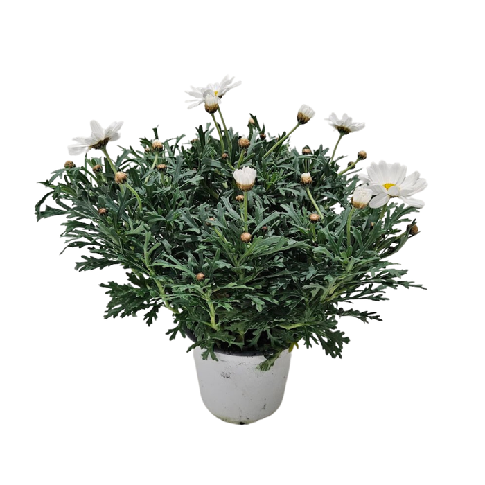 <h4>Anthemis punctata subsp. cupaniana</h4>