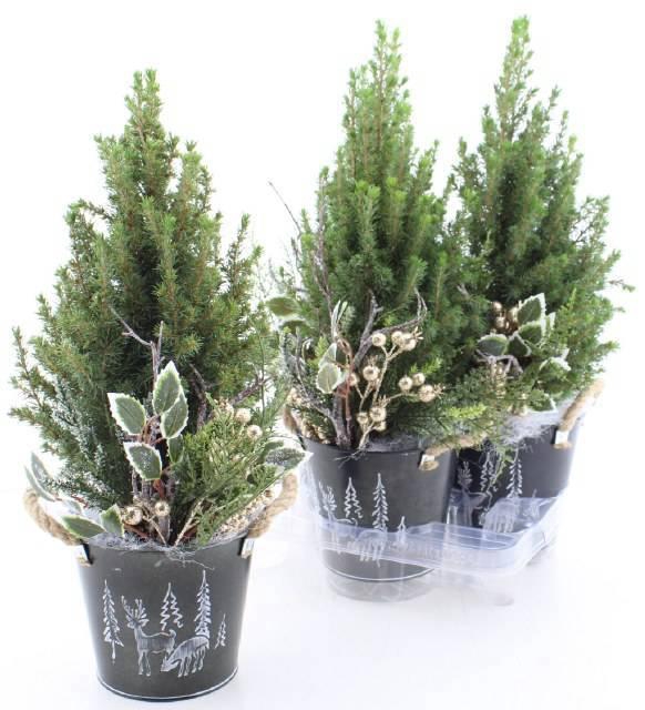 <h4>PICEA GL PERFECTA</h4>