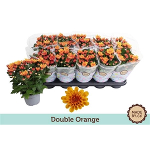 Chrysant Double Orange